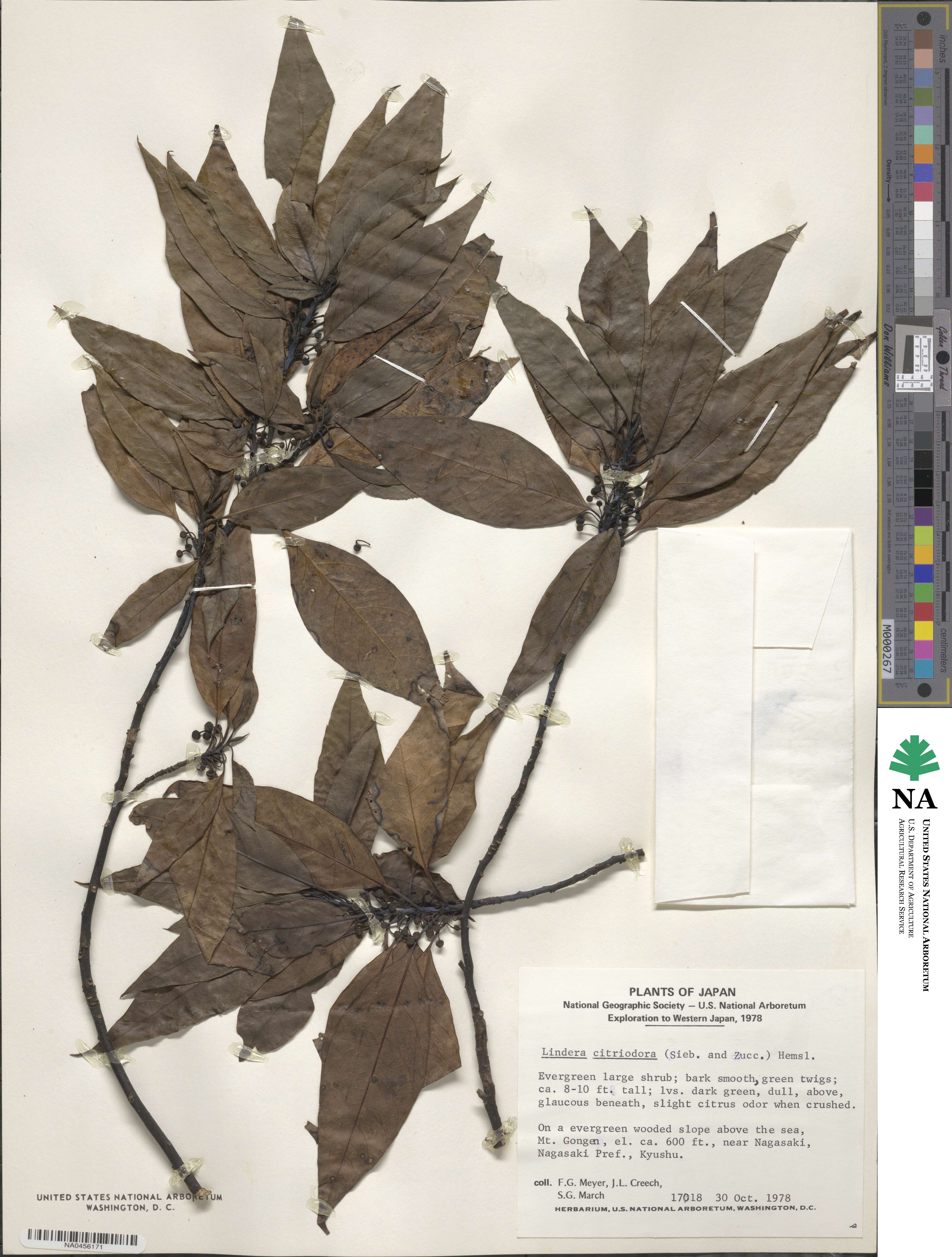Lindera citriodora image
