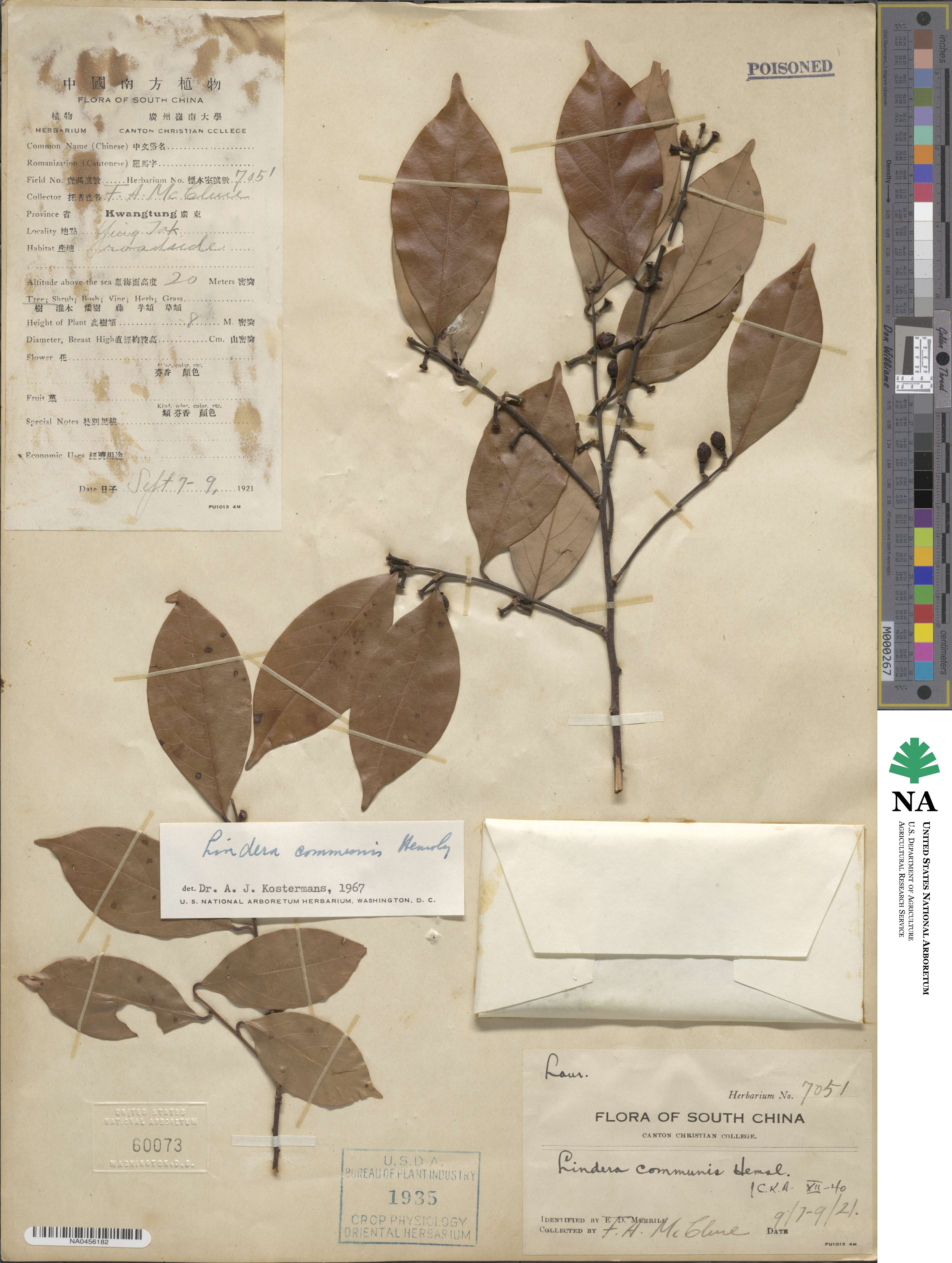 Lindera communis image