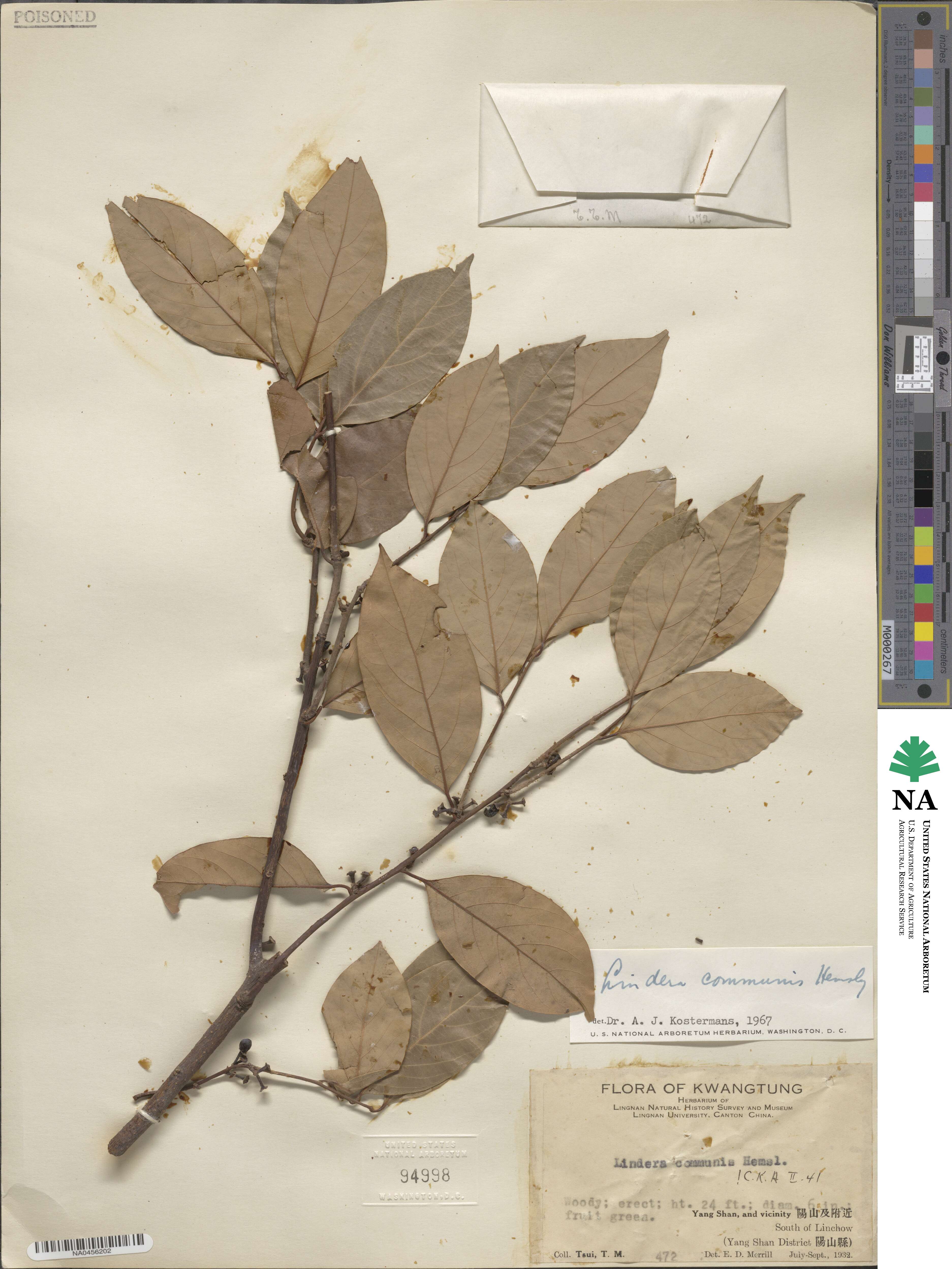 Lindera communis image