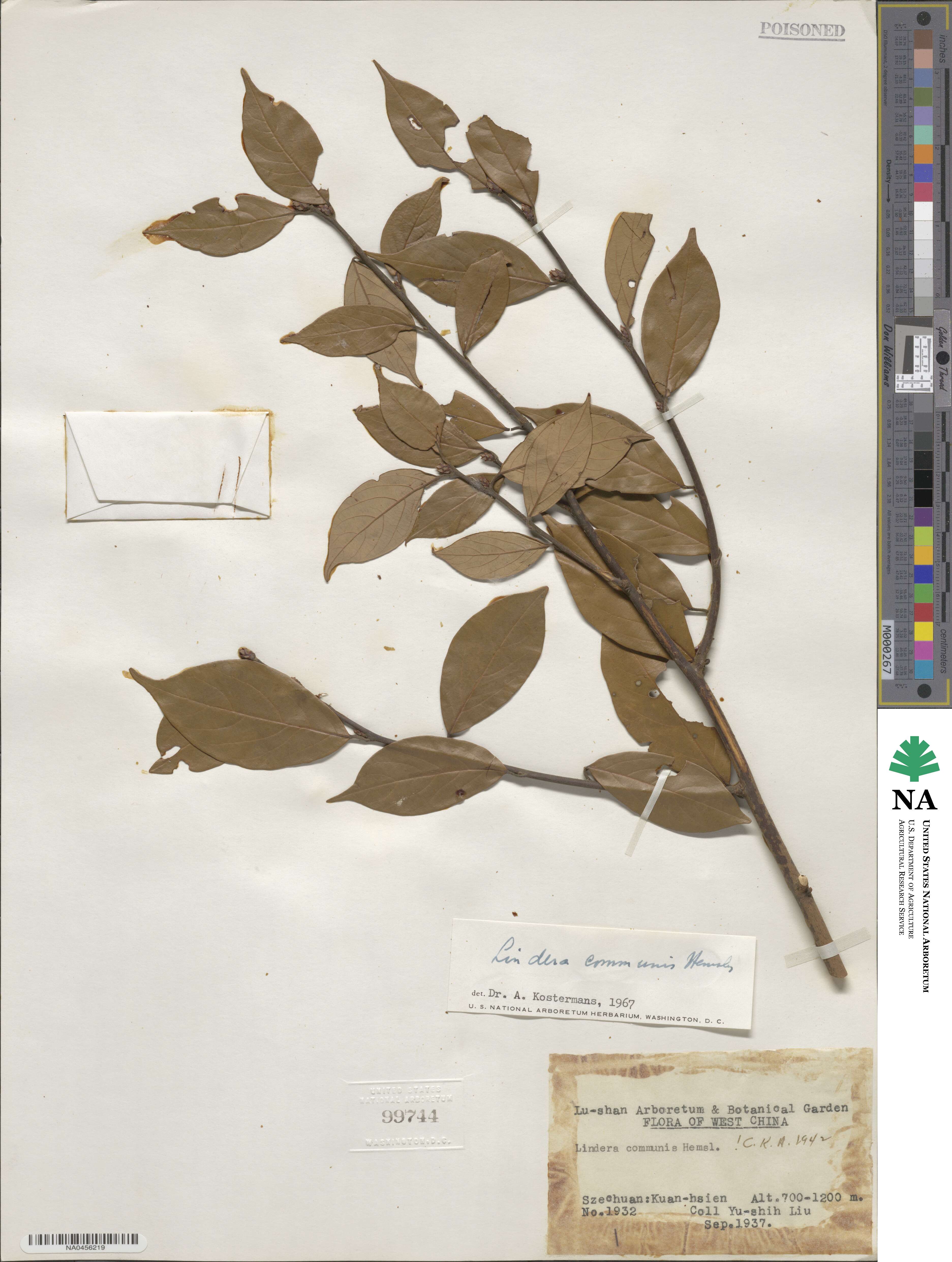 Lindera communis image