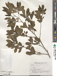 Lindera erythrocarpa image