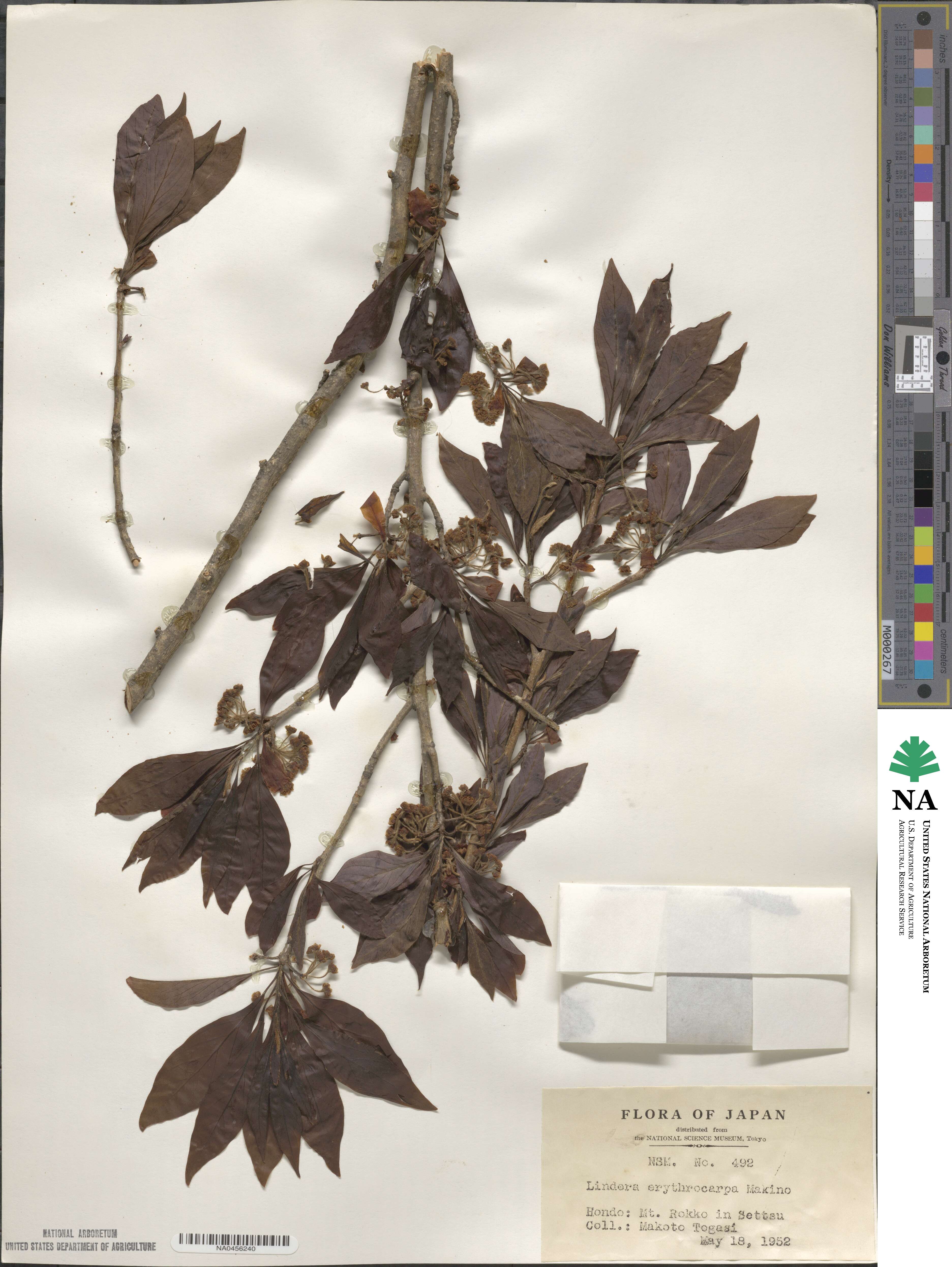 Lindera erythrocarpa image