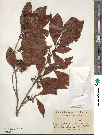 Lindera erythrocarpa image