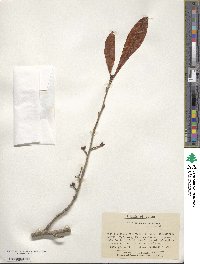 Lindera erythrocarpa image