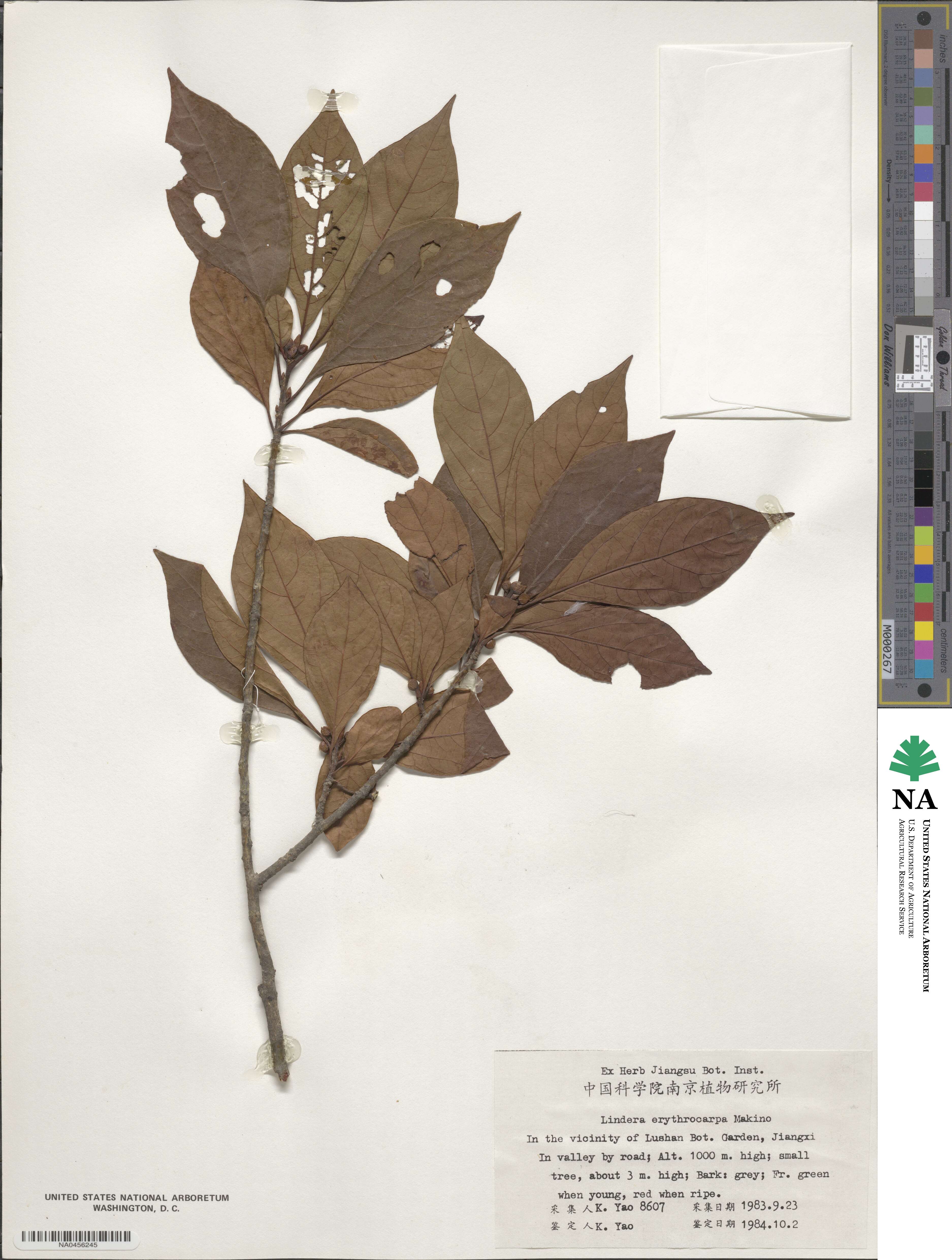 Lindera erythrocarpa image