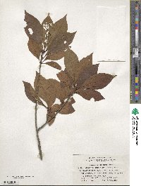 Lindera erythrocarpa image