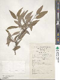 Lindera fragrans image