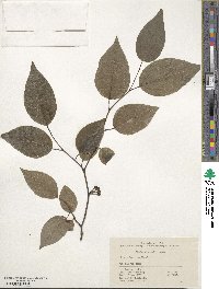 Lindera neesiana image