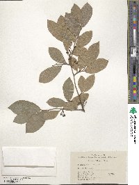 Lindera glauca image