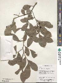 Lindera glauca image