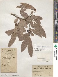 Lindera glauca image