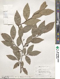 Lindera glauca image