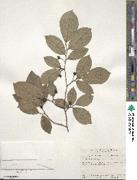 Lindera glauca image