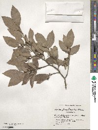 Lindera glauca image