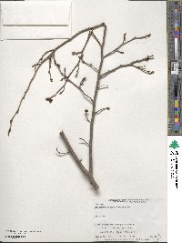 Lindera praecox image