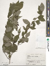 Lindera praecox image