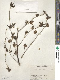 Lindera praecox image