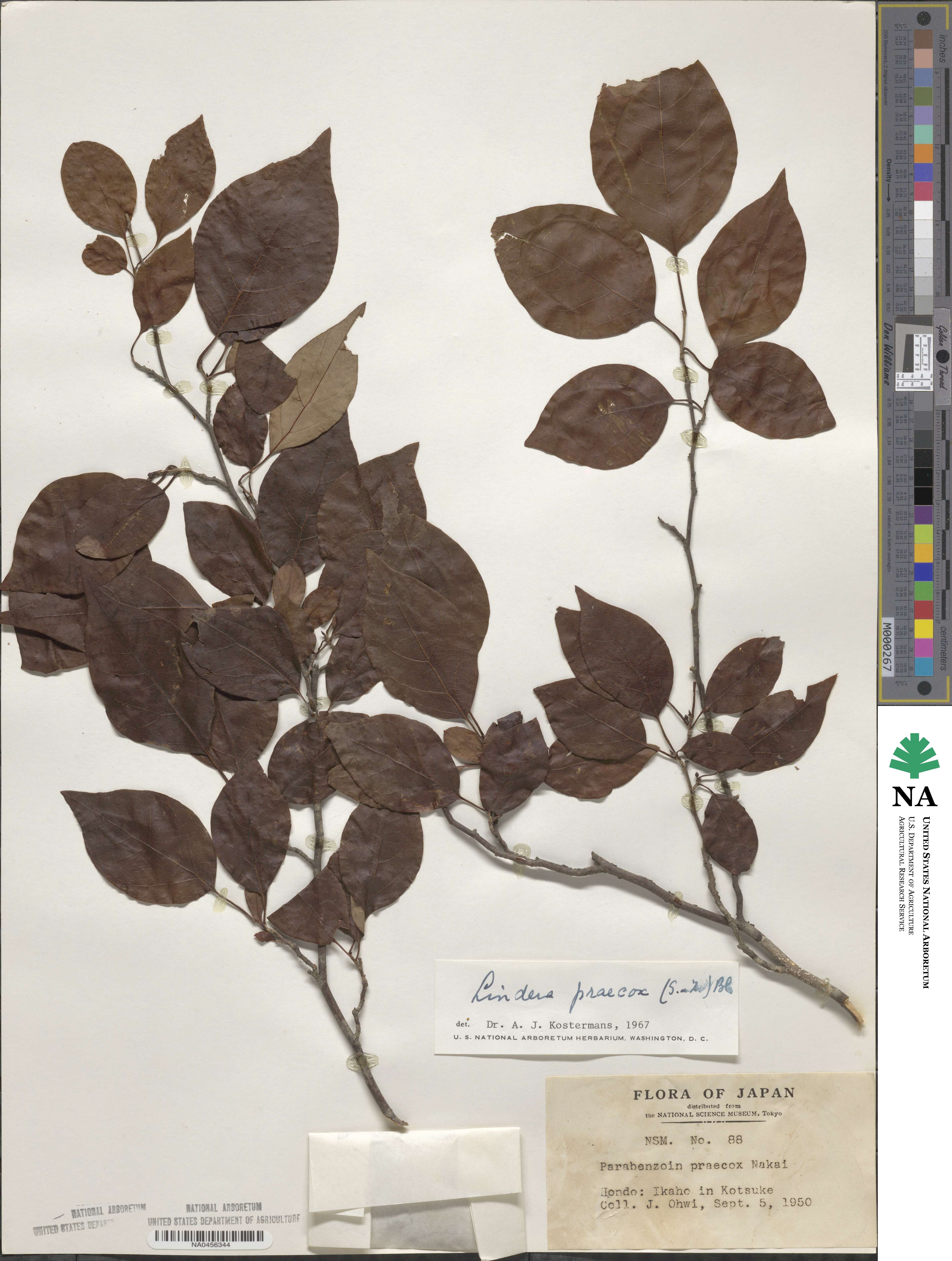 Lindera praecox image