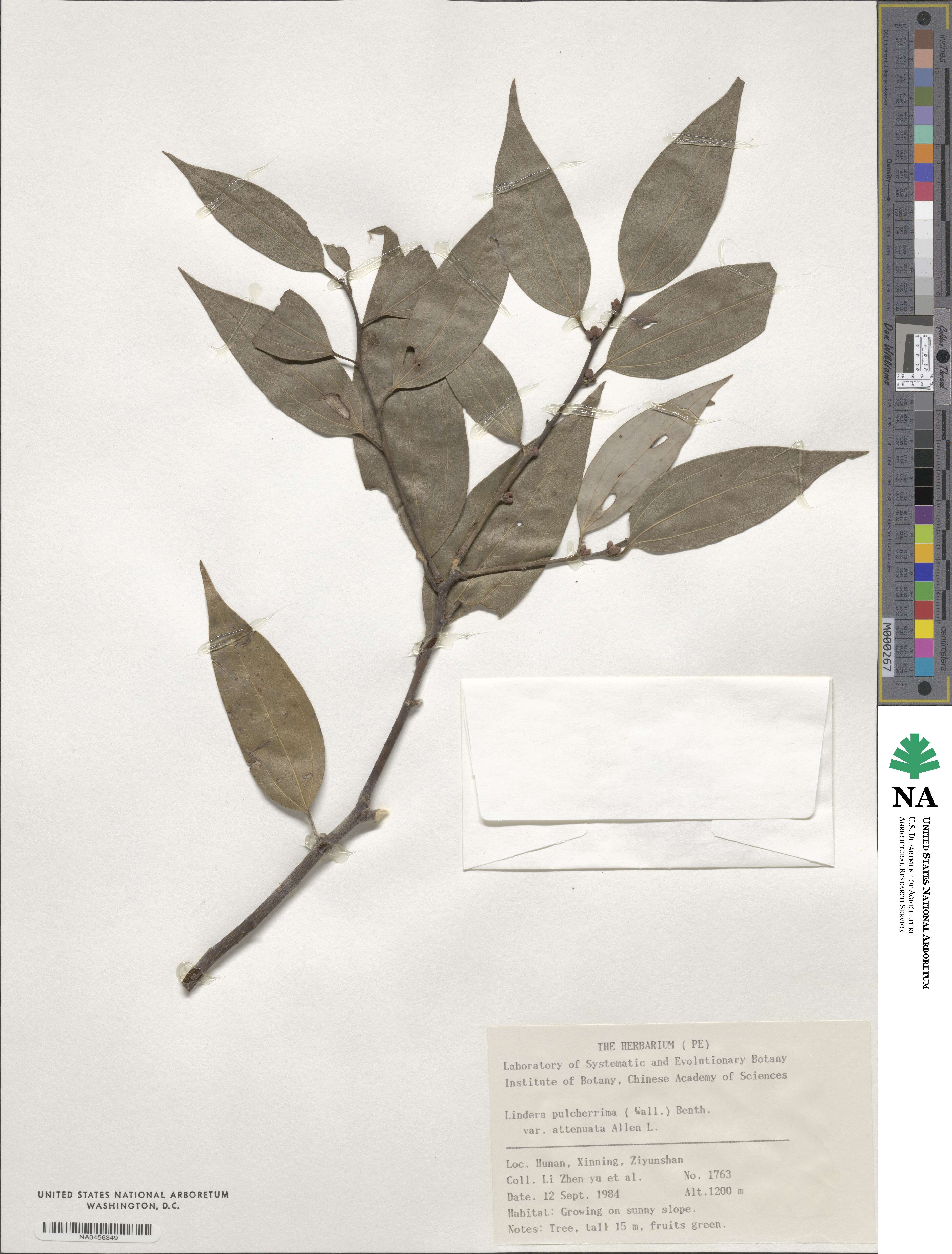 Lindera pulcherrima var. attenuata image