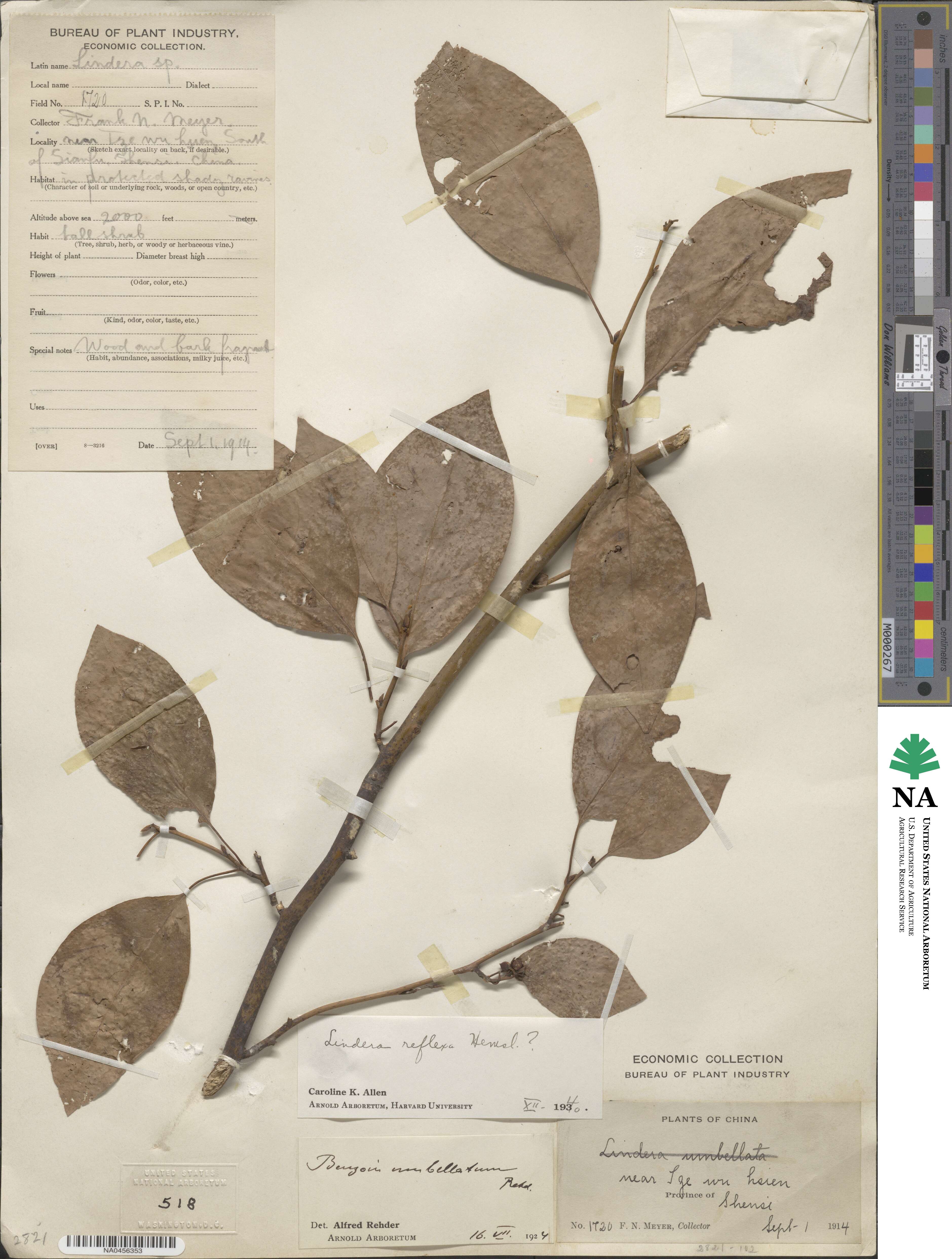 Lindera reflexa image
