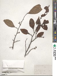 Lindera rubronervia image