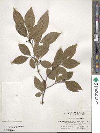 Lindera rubronervia image