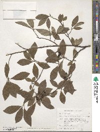 Lindera sericea image