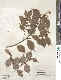 Image of Lindera strychnifolia