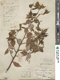 Lindera strychnifolia image