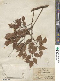 Lindera strychnifolia image