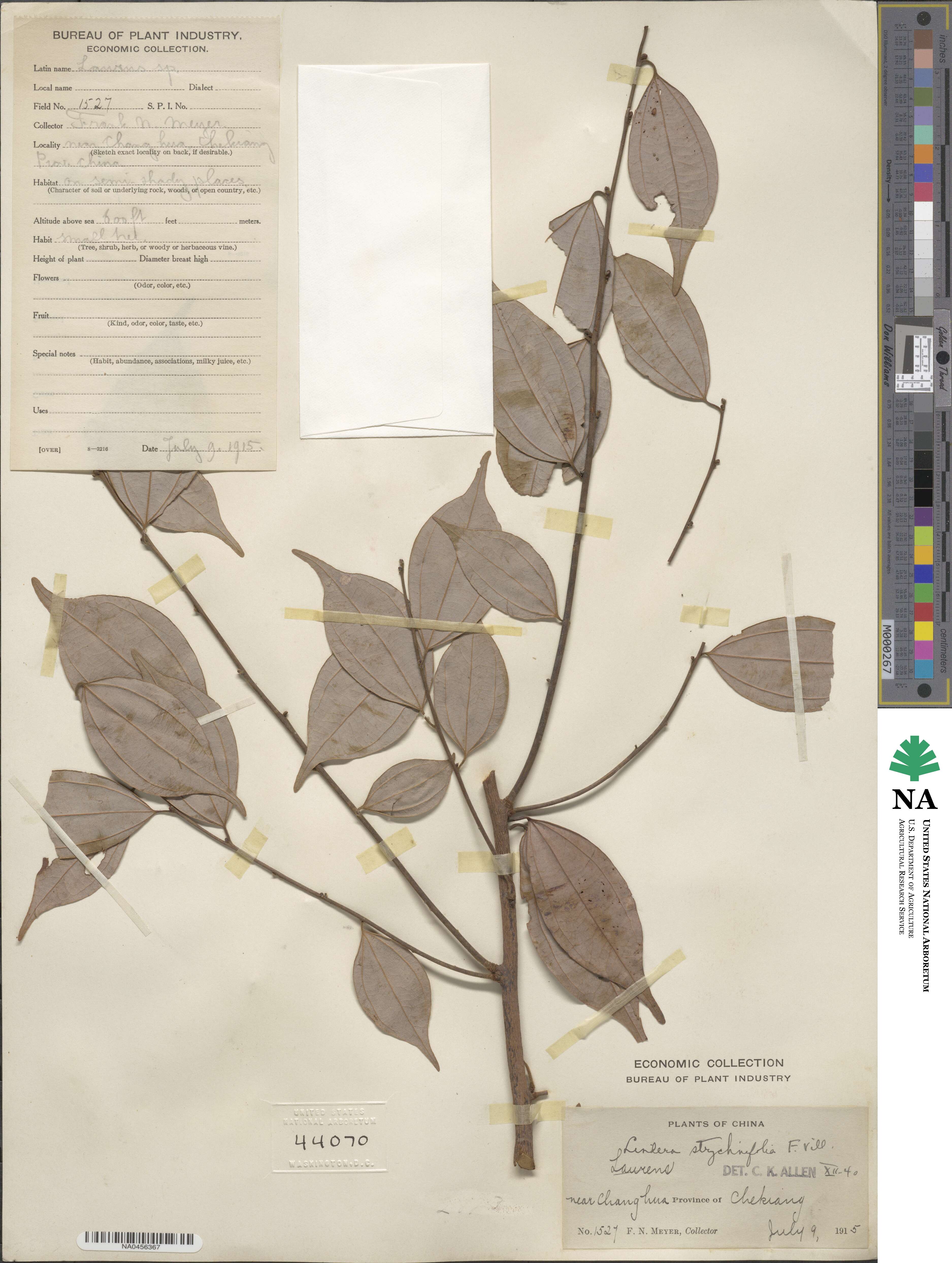 Lindera strychnifolia image