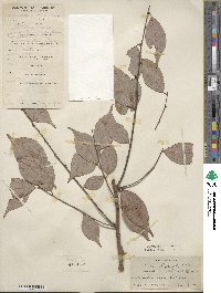 Lindera strychnifolia image