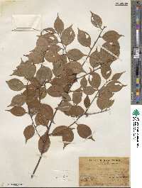 Lindera strychnifolia image