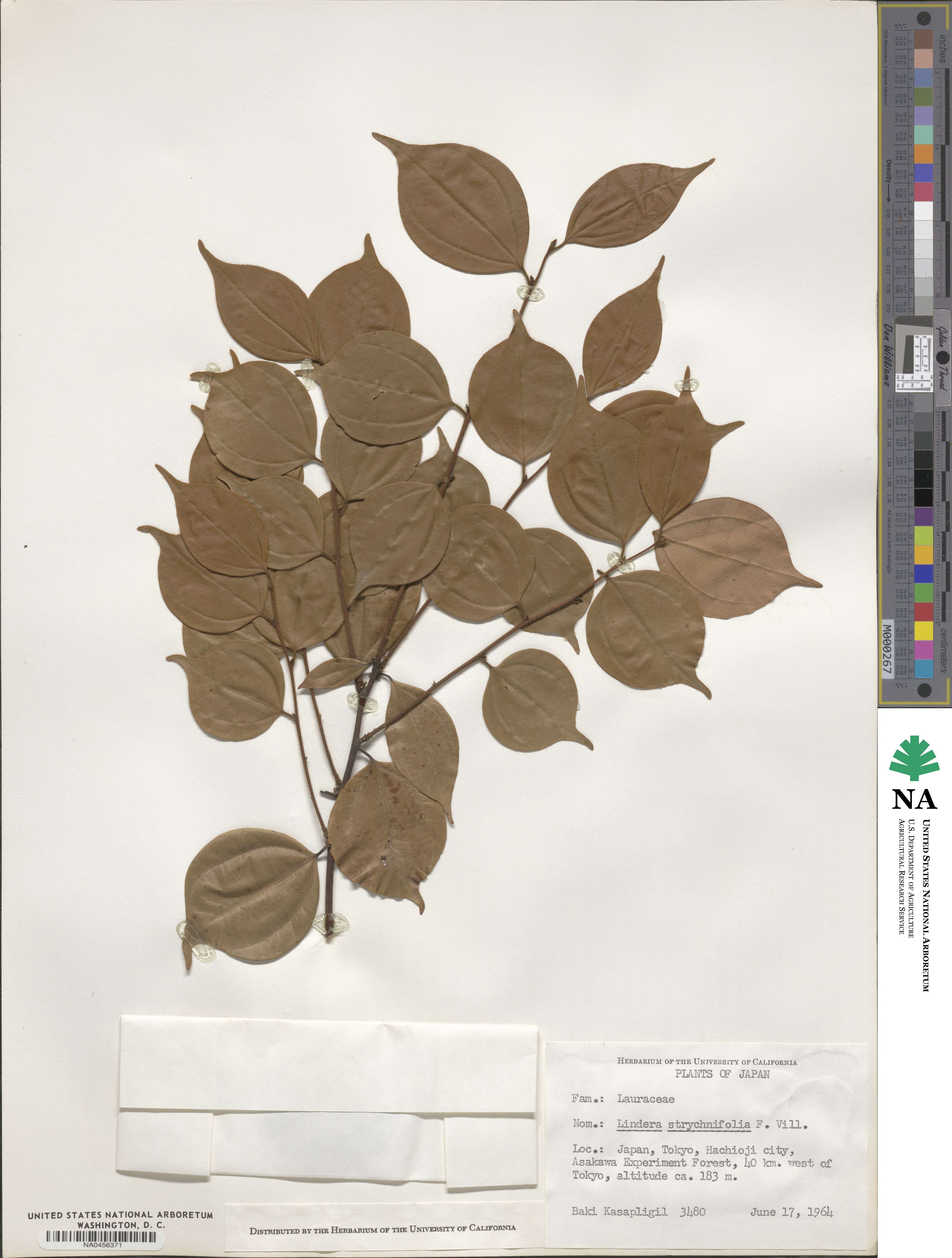 Lindera strychnifolia image