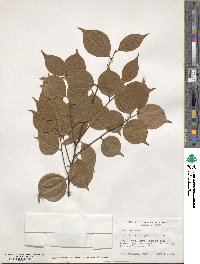 Lindera strychnifolia image