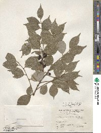 Lindera strychnifolia image