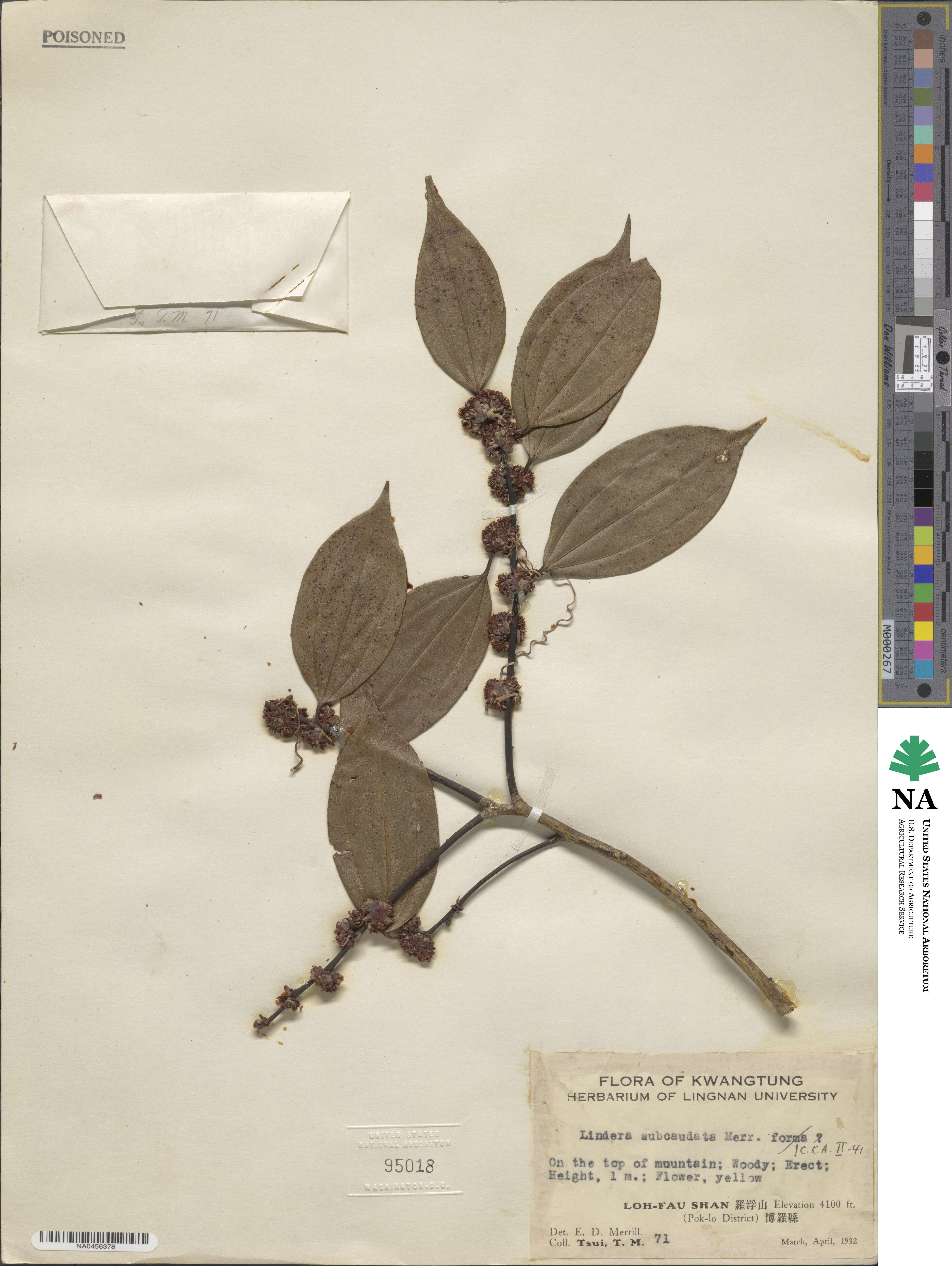 Lindera pulcherrima image