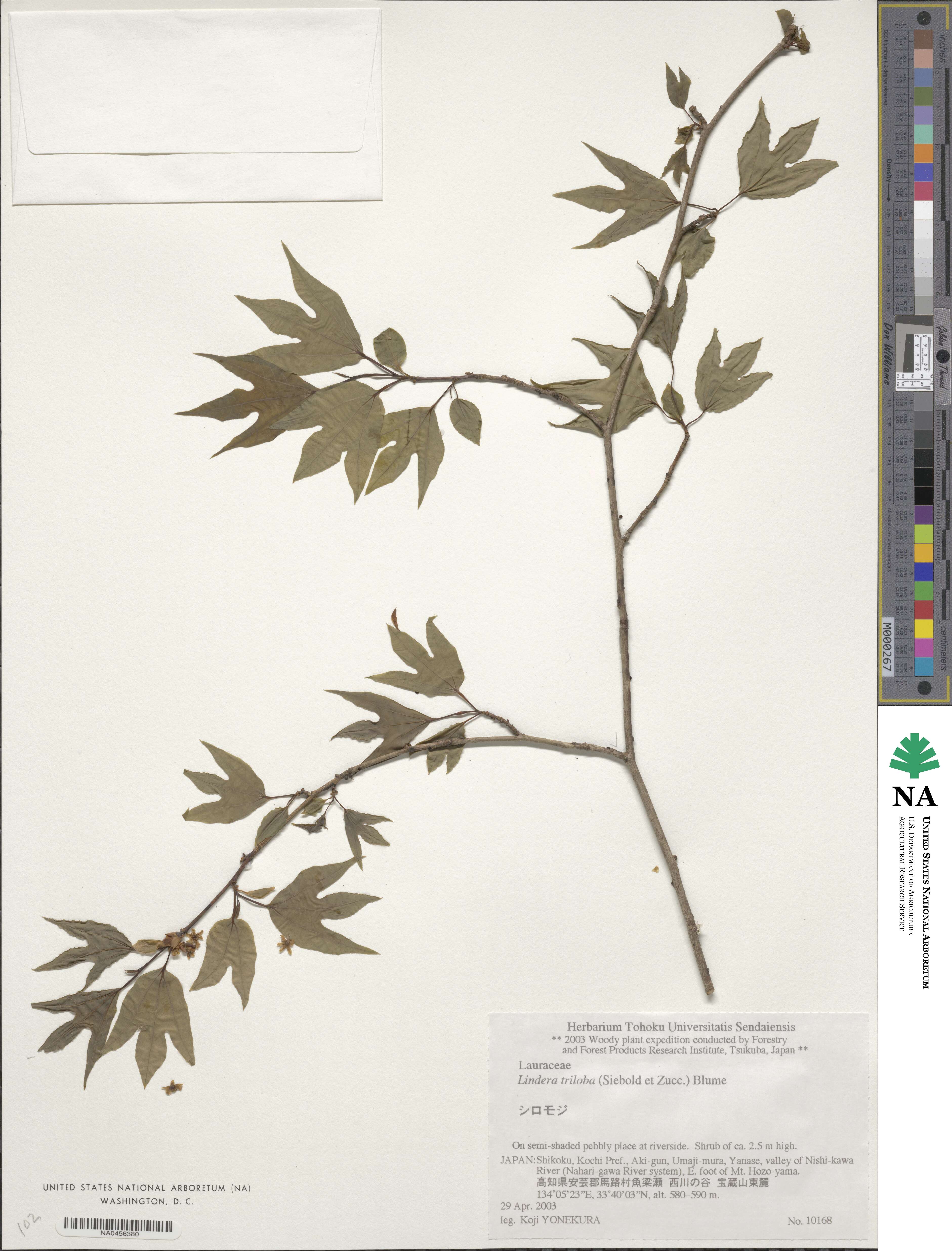 Lindera triloba image