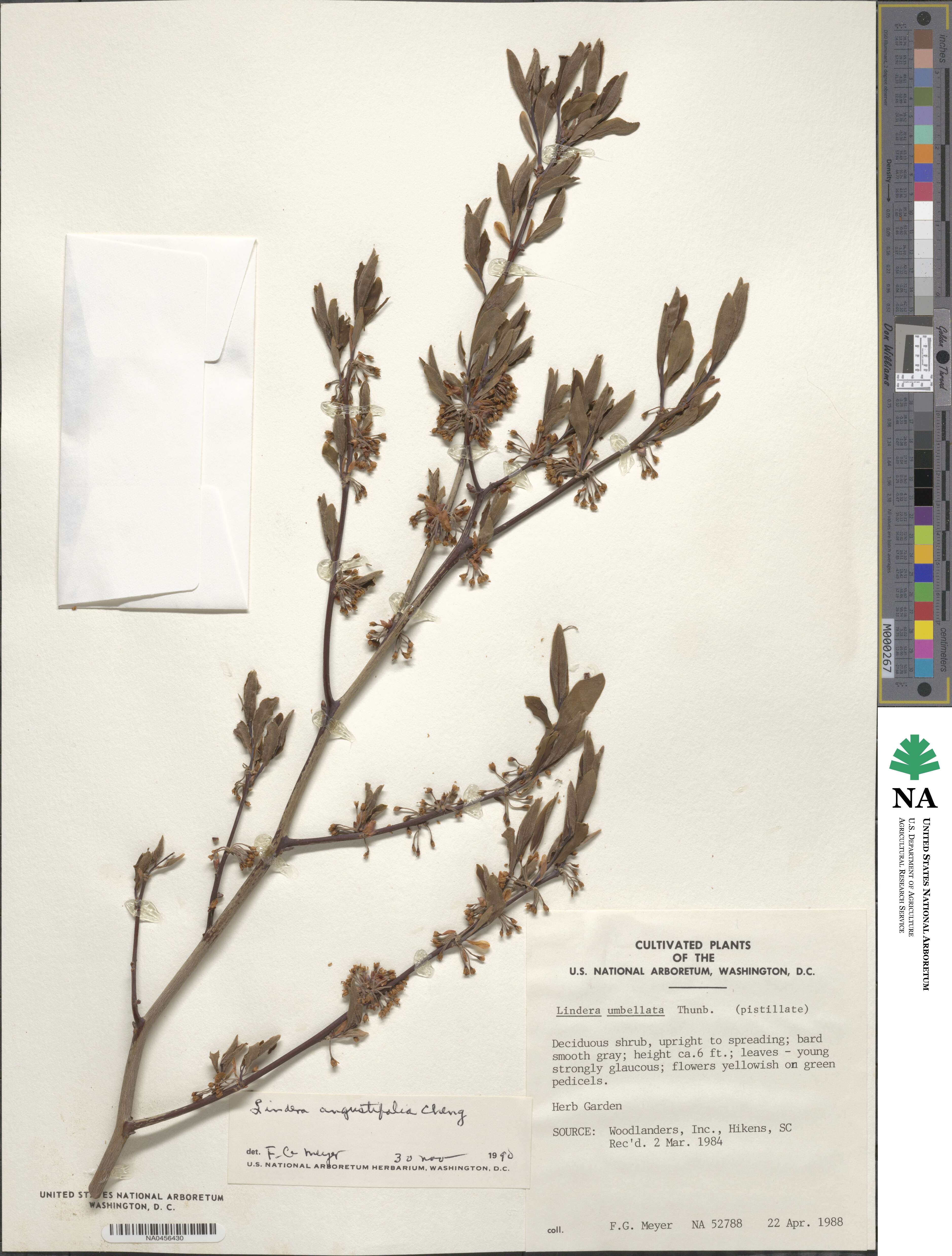 Lindera angustifolia image
