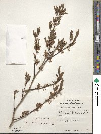 Lindera angustifolia image