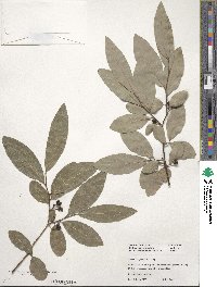 Lindera angustifolia image