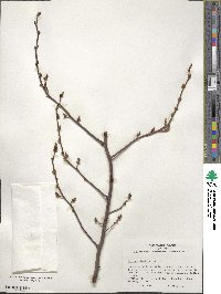 Lindera benzoin image