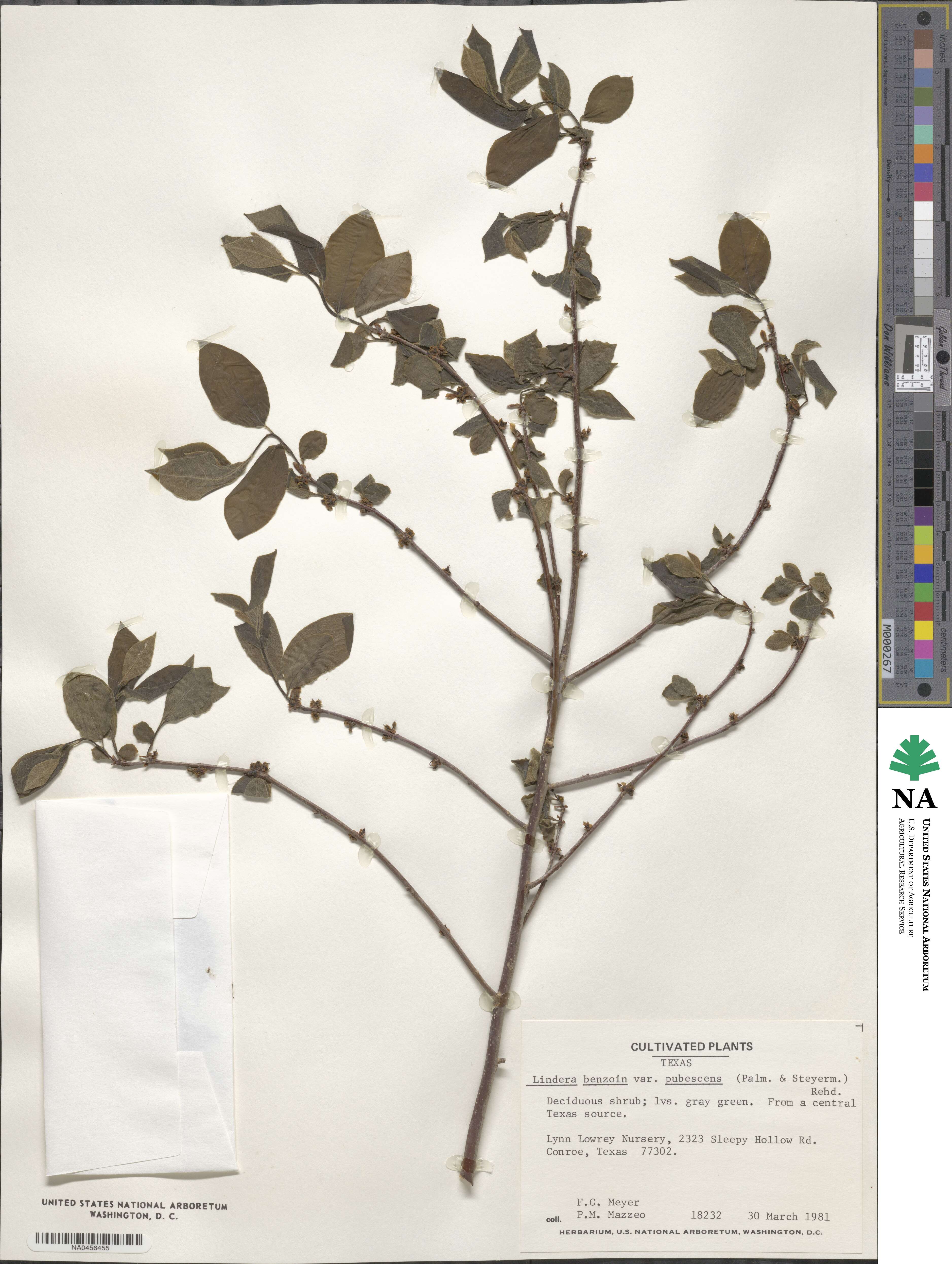 Lindera benzoin var. pubescens image