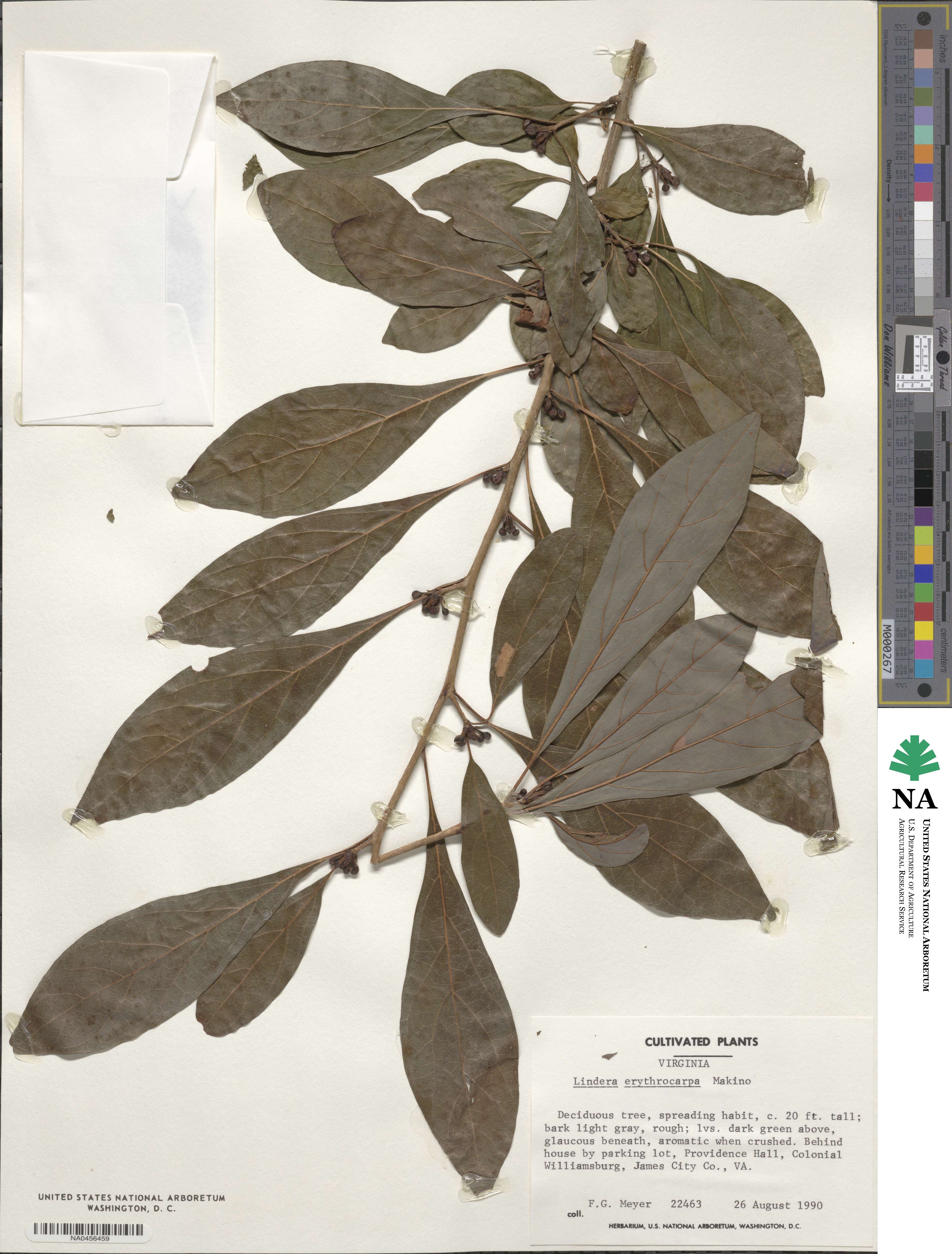 Lindera erythrocarpa image