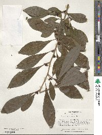 Lindera erythrocarpa image