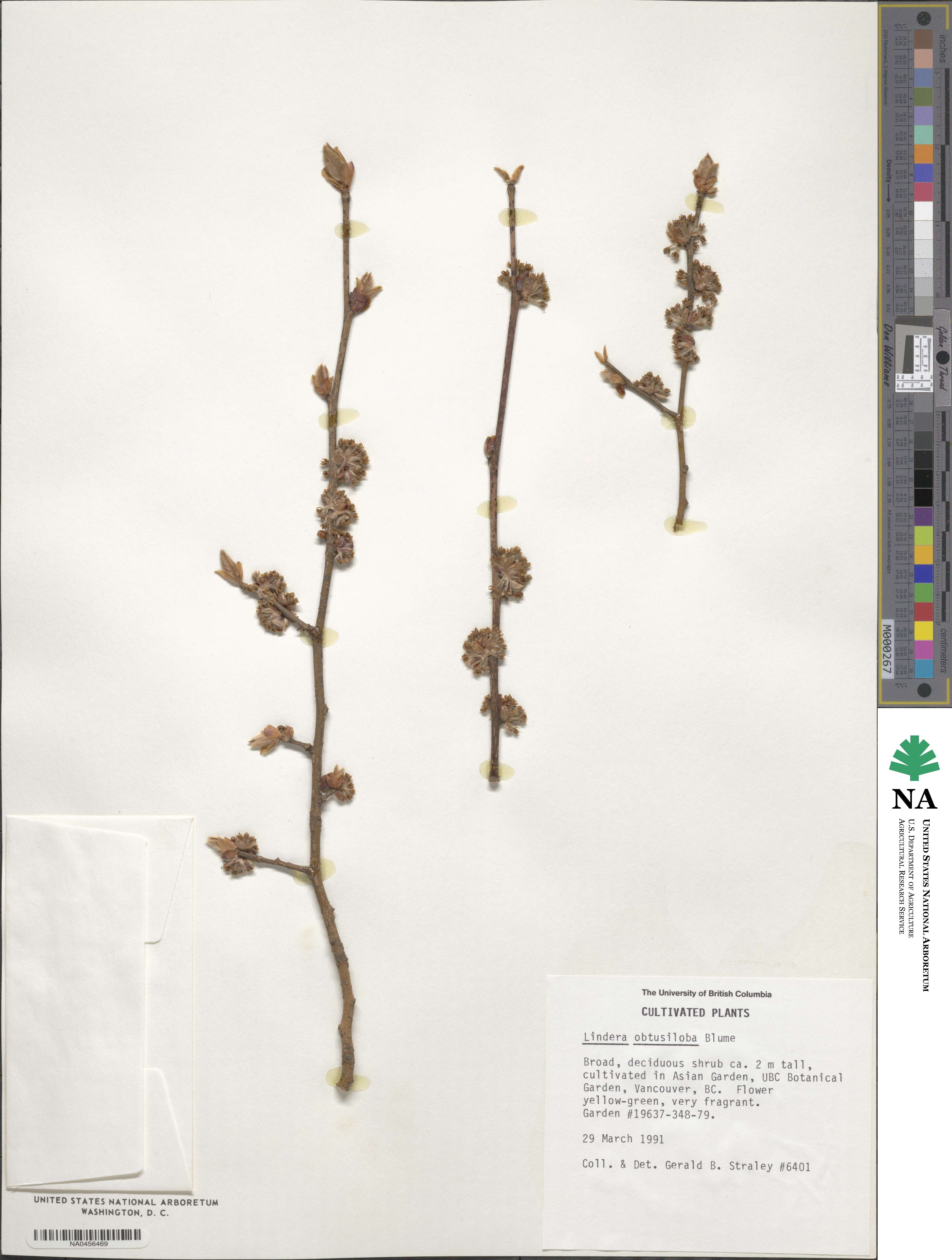 Lindera obtusiloba image