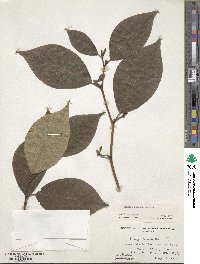 Lindera reflexa image