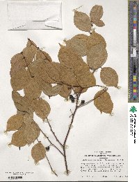 Lindera strychnifolia image