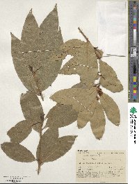 Laurus nobilis image