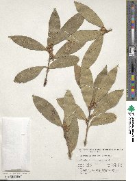 Laurus nobilis image